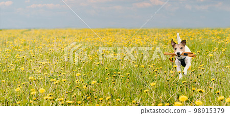 Spring season panoramic background with dog holding in mouth its leash running through blossoming field of yellow dandelion flowers 98915379