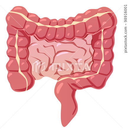 Intestines cartoon icon. Gut symbol. Digestive organ 98916001