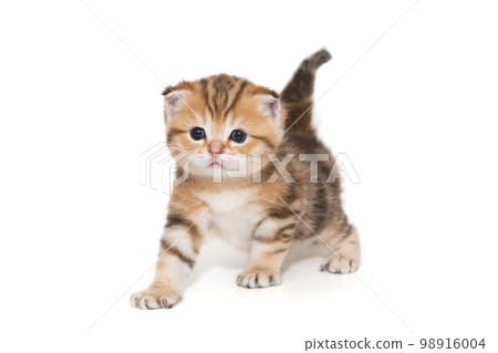 Small Scottish fold kitten Small Scottish fold kitten 98916004