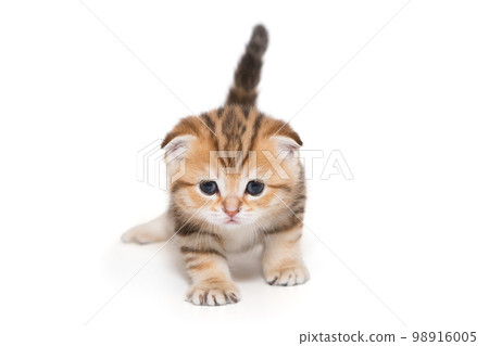 Small Scottish fold kitten Small Scottish fold kitten 98916005