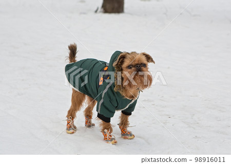 Brussels Griffin dog walks in winter 98916011