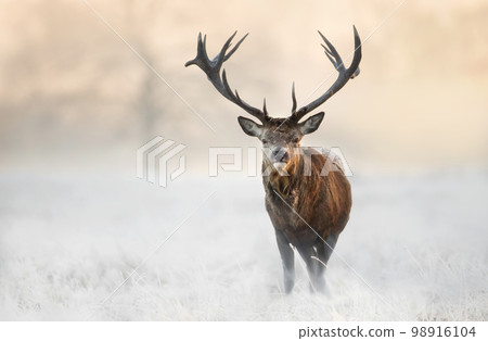 Close up of a Red deer stag in winter 98916104