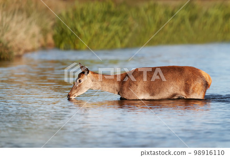 Close up of a red deer hind crossing a river 98916110