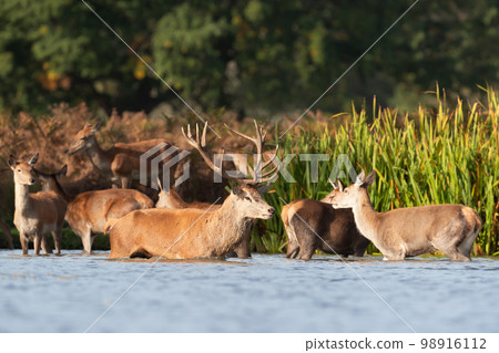 Red deer stag and a group of hinds standing in water 98916112