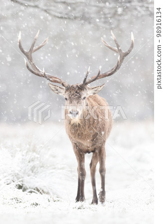 Portrait of a Red deer stag in winter Portrait of a Red deer stag in winter 98916134