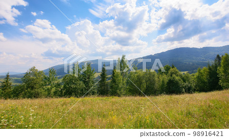 carpathian countryside with forested hills. green grassy meadow on the hills. distant ridge beneath a sky with clouds on a sunny afternoon in summer carpathian countryside with forested hills. green grassy meadow on the hills. distant ridge beneath a sky with clouds on a sunny afternoon in summer 98916421