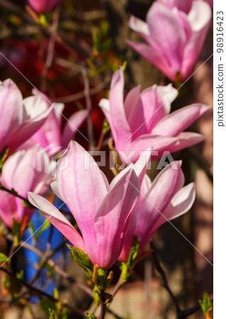 pink magnolia blossom closeup. spring nature background pink magnolia blossom closeup. spring nature background 98916423