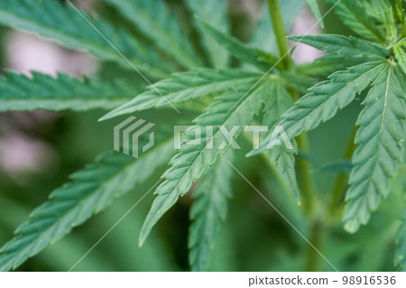 Young leaf of marijuana plant . Selective focus. 98916536