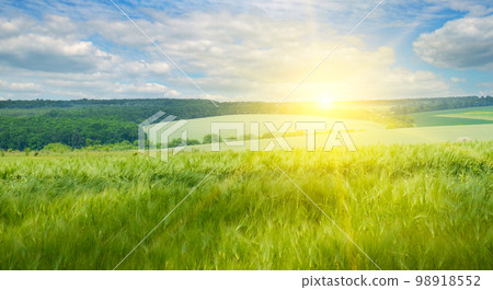 Green wheat field and bright sun. Wide photo. 98918552