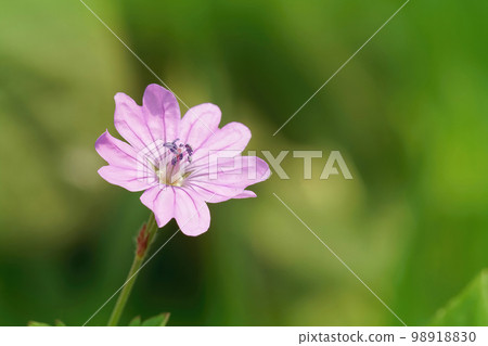 Closeup on the Hedgerow Cranes-bill or mountain cranesbill, Geranium pyrenaicum, a good and attractive plant for a natural garden Closeup on the Hedgerow Cranes-bill or mountain cranesbill, Geranium pyrenaicum, a good and attractive plant for a natural garden 98918830