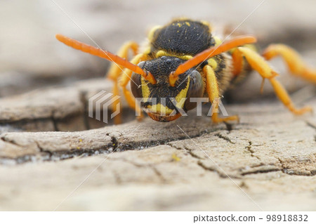 Facial close up view of Gooden's Nomad bee , Nomada goodeniana, a wasp mimic cleptoparasite bee Facial close up view of Gooden's Nomad bee , Nomada goodeniana, a wasp mimic cleptoparasite bee 98918832