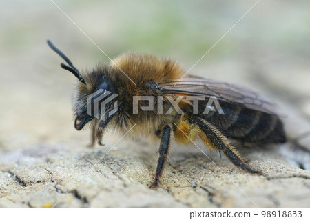 Closeup on a hairy female of the early flying Vernal colletes cunicularius , sitting on wood Closeup on a hairy female of the early flying Vernal colletes cunicularius , sitting on wood 98918833