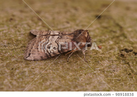 Closeup of the figure of eighty moth, Tethea ocularis Closeup of the figure of eighty moth, Tethea ocularis 98918838