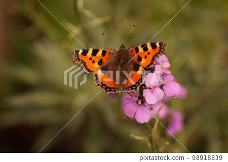Closeup on a Small tortoiseshell butterfly, Aglais urticae sitting with spread wings Closeup on a Small tortoiseshell butterfly, Aglais urticae sitting with spread wings 98918839