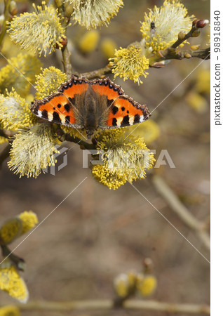 Colorful closeup of a small tortoiseshell butterfly, Aglais urticae feeding on Salix caprea pollen Colorful closeup of a small tortoiseshell butterfly, Aglais urticae feeding on Salix caprea pollen 98918840