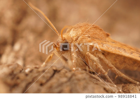 Close on the Mediterranean Scarce bordered straw owlet moth, Helicoverpa armigera, sitting on wood Close on the Mediterranean Scarce bordered straw owlet moth, Helicoverpa armigera, sitting on wood 98918841