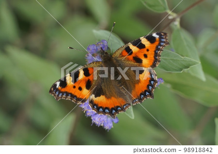 Closeup on the colorful small tortoiseshell butterfly, Aglais urticae, sitting on a blue flowering Carpocoris shrub Closeup on the colorful small tortoiseshell butterfly, Aglais urticae, sitting on a blue flowering Carpocoris shrub 98918842