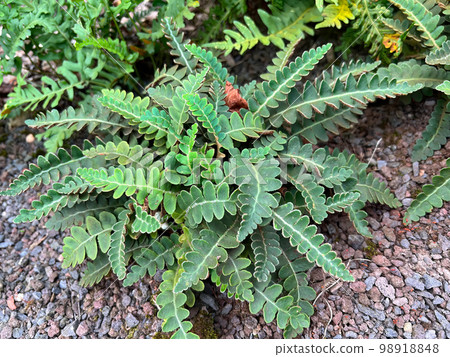 Closeup of Asplenium ceterach fern growing under a tree trunk, small stones ground Closeup of Asplenium ceterach fern growing under a tree trunk, small stones ground 98918848