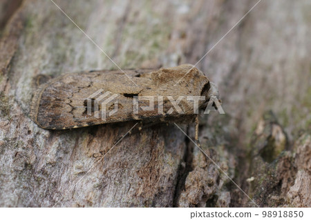 Closeup on the brown Heart and Dart owlet moth, Agrotis exclamationis sitting on wood Closeup on the brown Heart and Dart owlet moth, Agrotis exclamationis sitting on wood 98918850
