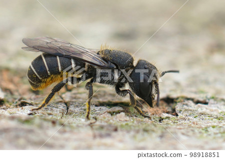 Closeup on a small female Large-headed Armoured-Resin Bee, Heriades truncorum sitting on wood 98918851