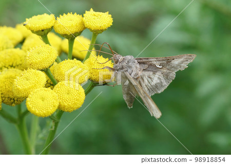 Close up of the brown Silver Y moth, Autographa gamma drinking nectar from a yellow Tansy flower, Tanacetum vulgare Close up of the brown Silver Y moth, Autographa gamma drinking nectar from a yellow Tansy flower, Tanacetum vulgare 98918854