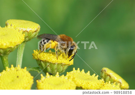 Closeup on a Davies' Cellophan bee, Colletes daviesanus , sitting on a yellow Tansy, Tanacetum vulgare, flower in the garden Closeup on a Davies' Cellophan bee, Colletes daviesanus , sitting on a yellow Tansy, Tanacetum vulgare, flower in the garden 98918858