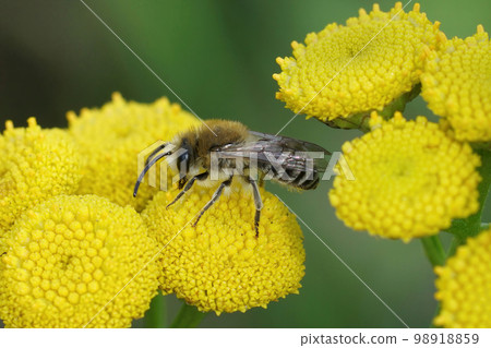 Closeup on a Davies' Cellophan bee, Colletes daviesanus , sitting on a yellow Tansy, Tanacetum vulgare, flower in the garden Closeup on a Davies' Cellophan bee, Colletes daviesanus , sitting on a yellow Tansy, Tanacetum vulgare, flower in the garden 98918859