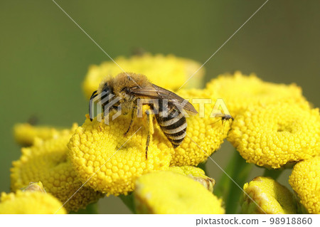 Closeup on a Davies' Cellophan bee, Colletes daviesanus , sitting on a yellow Tansy, Tanacetum vulgare, flower in the garden 98918860