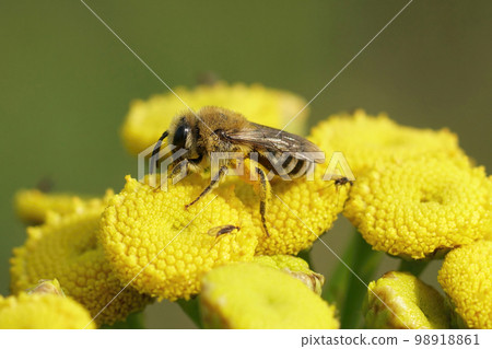 Closeup on a Davies' Cellophan bee, Colletes daviesanus , sitting on a yellow Tansy, Tanacetum vulgare, flower in the garden 98918861