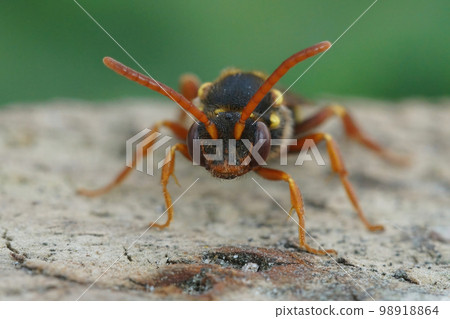 Detailed frontal closeup on a colorful red female orange-horned nomad bee, Nomada fulvicornis against a green background 98918864