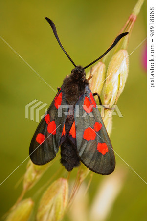 Vertical closeup on a colorful Five-spot Burnet moth, Zygaena trifolii 98918868