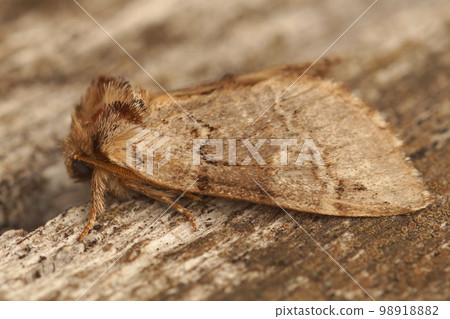 Closeup on the indistinct marbled brown prominent moth, Drymonia obliterata, sitting on wood 98918882