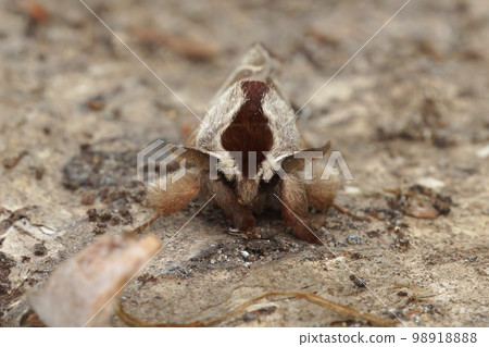 Close up of the European chocolate-tip moth, Clostera curtula on wood 98918888