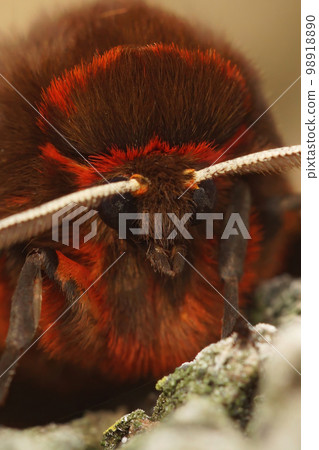 Facial closeup on beautiful brown, white red patterned Garden tiger moth, Arctia caja 98918890