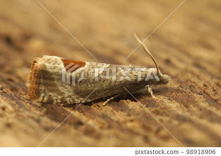 Closeup on the Bramble shoot micro tortricid moth, Notocelia uddmanniana, a plant parasite pest of raspberries Closeup on the Bramble shoot micro tortricid moth, Notocelia uddmanniana, a plant parasite pest of raspberries 98918906