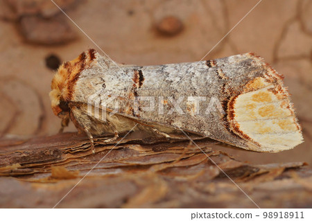 Closeup on the European Buff-tip Prominnt moth, Phalera bucephala, sitting on wood Closeup on the European Buff-tip Prominnt moth, Phalera bucephala, sitting on wood 98918911