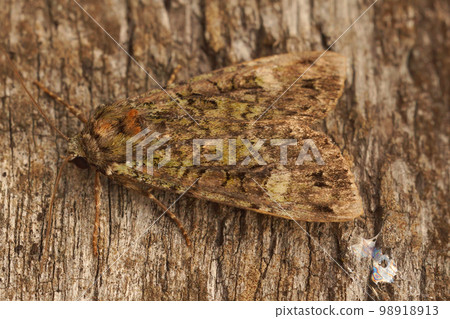 Closeup on the Green arches owlet moth ,Anaplectoides prasina, well camouflaged on wood 98918913