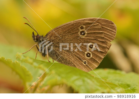 Closeup on a brown Ringlet butterfly , Aphantopus hyperantus, perched with closed wings on a green leaf 98918916
