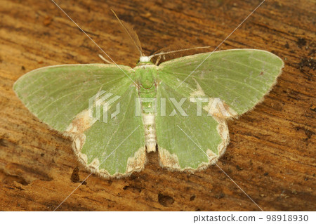 Closeup on the green Blotched emerald geometer moth, Comibaena bajularia, with spread wings 98918930