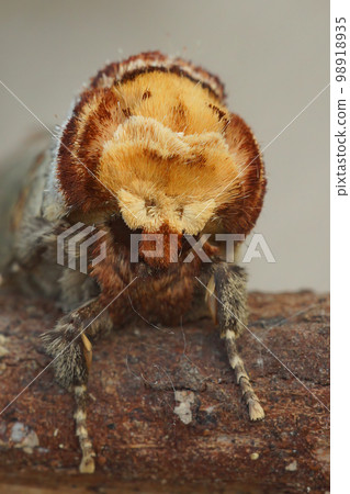 Facial closeup on the European Buff-tip Prominnt moth, Phalera bucephala, sitting on wood 98918935