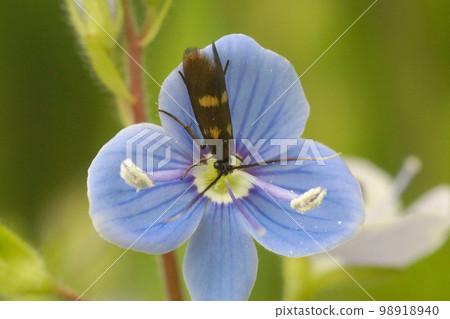 Closeup on the rare and diurnal Little longhorn micro moth, Cauchas fibulella, sitting on a blue Germander speewell flower 98918940