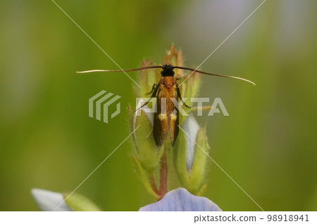 Natural vertical closeup on the rare Little longhorn micro moth, Cauchas fibulella, sitting against a blurred green background 98918941