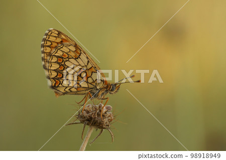 Closeup on the Mediterranean blue-eyed Provincal fritillary butterfly,Melitaea deione, sittng with closed wings in the shade 98918949