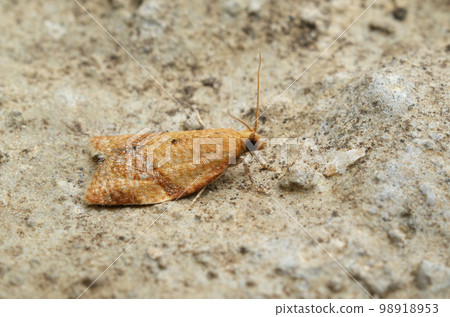 Closeup on the small privet tortrix moth, Clepsis consimilana Closeup on the small privet tortrix moth, Clepsis consimilana 98918953