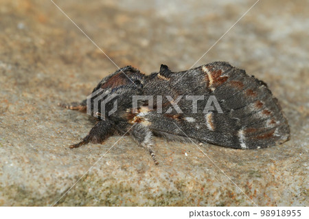 Closeup on an Iron prominent moth, Notodonta dromedarius, sitting on stone 98918955