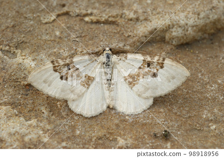 Closeup on a Silver-ground Carpet geometer Moth, Xanthorhoe montanata with spread wings Closeup on a Silver-ground Carpet geometer Moth, Xanthorhoe montanata with spread wings 98918956
