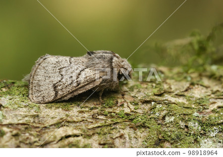 Closeup on the pale oak eggar moth, Trichiura crataegi, sitting on wood Closeup on the pale oak eggar moth, Trichiura crataegi, sitting on wood 98918964