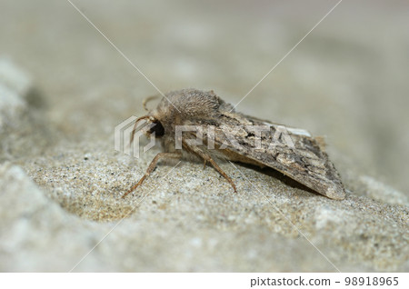 Closeup on flounced rustic owlet moth, Luperina testacea Closeup on flounced rustic owlet moth, Luperina testacea 98918965