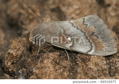 Closeup on the Pine-tree lappet, Dendrolimus pini sitting on wood 98918975