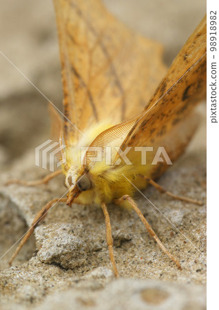 Closeup on the yellow Canary-shouldered Thorn geometer moth, Ennomos alniaria 98918982